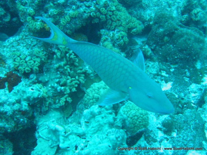 A Stoplight Parrotfish.