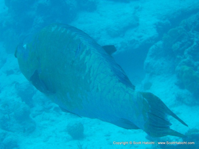 A Midnight Parrotfish. He was about 4-5 feet long.