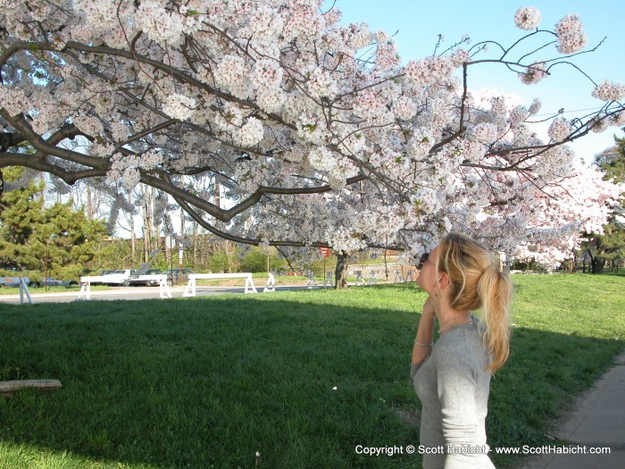 A day in DC for the cherry blossom festival.