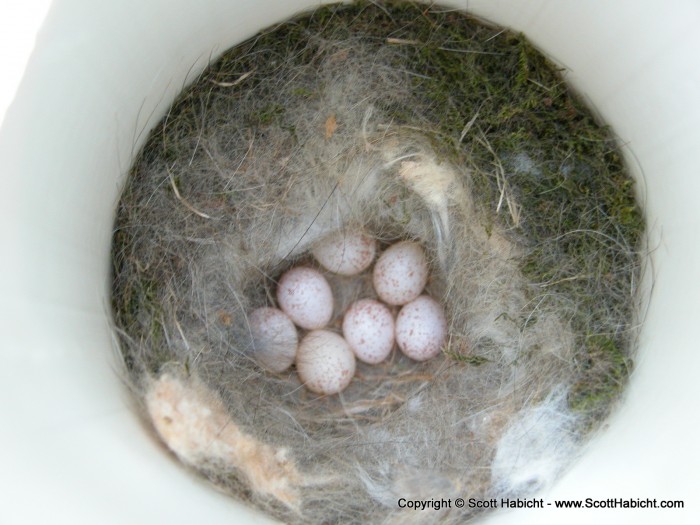 In our birdbox, we have 7 carolina chickadees.