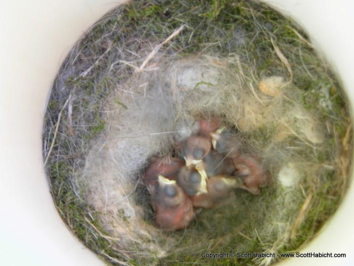 The eggs had hatched, and we now had 7 baby birds in our backyard.