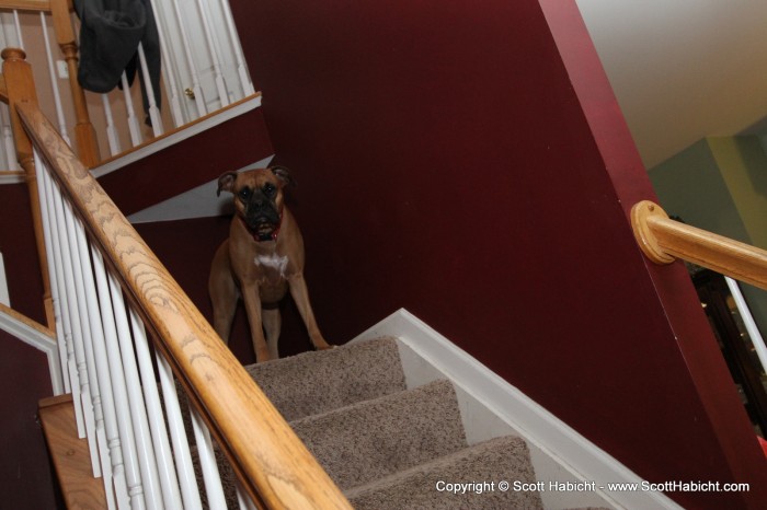 They followed everyone looking for dropped food.