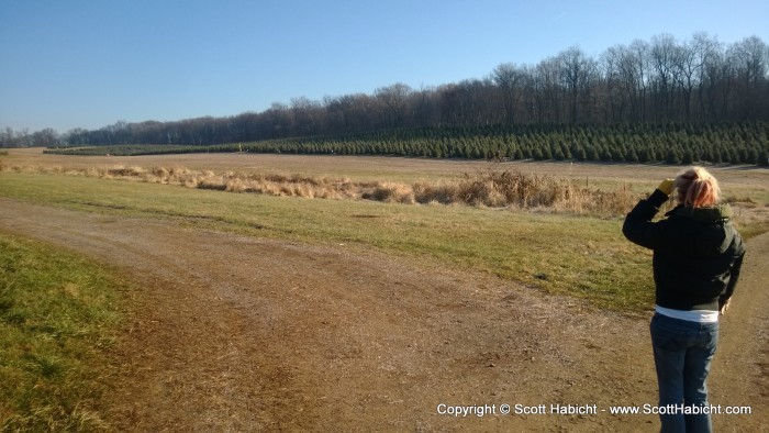 The tree farm had lots of trees...