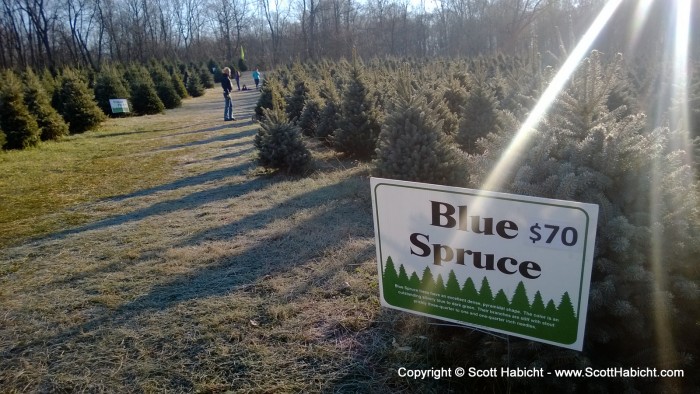 But it was the Blue Spruce we were after.