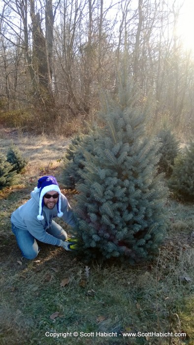 We found a tree that would fit well in our room...