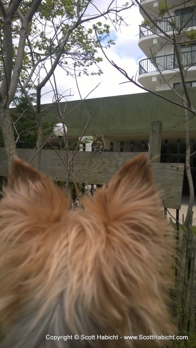 Riley couldn't stop watching the very tame squirrel.