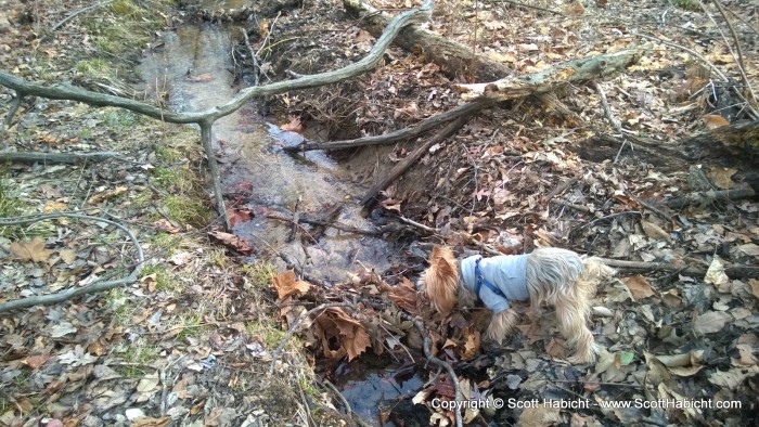 Riley loves to go for walks in the woods.