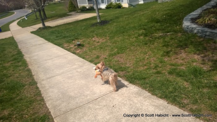 Riley decided he was going to take his toy on the walk.