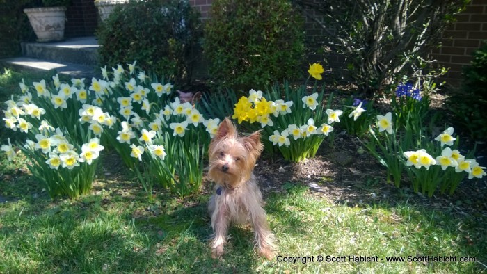 Riley posing in front of our flower bed.