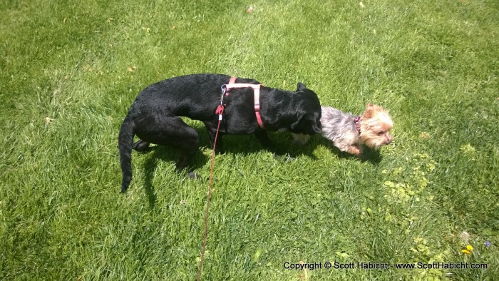 Hope and Riley playing together.