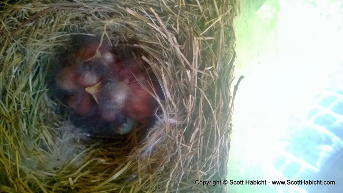 Looks like the bluebirds finally hatched.