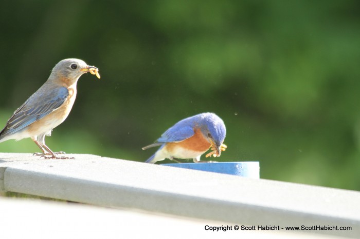 My bluebirds were feeding the babies.