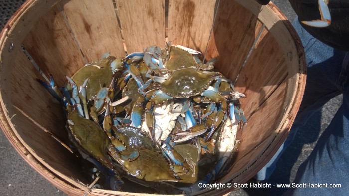 We saw some crabs on the walk back.