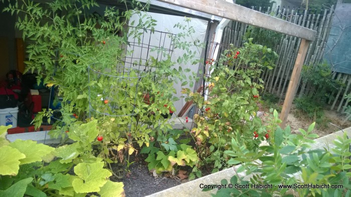 Arriving at the beach, and our neighbor had a nice garden going.