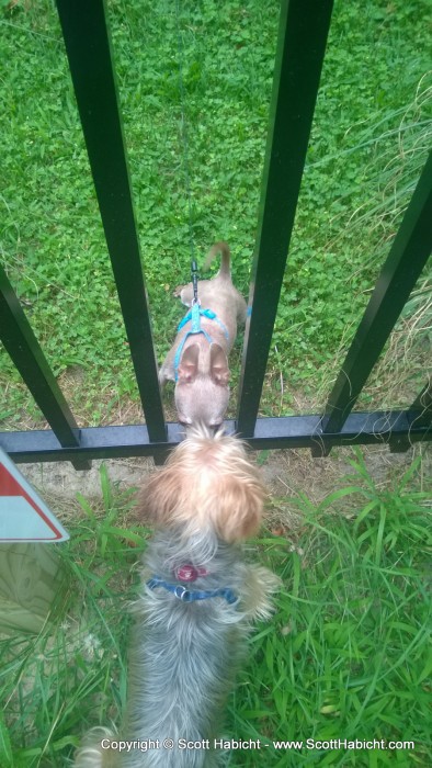 Riley saying hello to a dog next door.