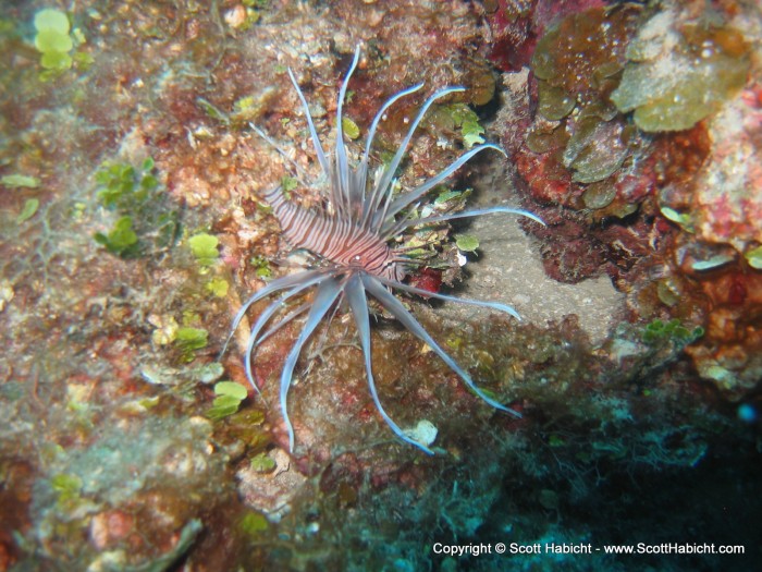 Lionfish are an invasive species, so you are allowed to hunt and kill them anytime, no limits.