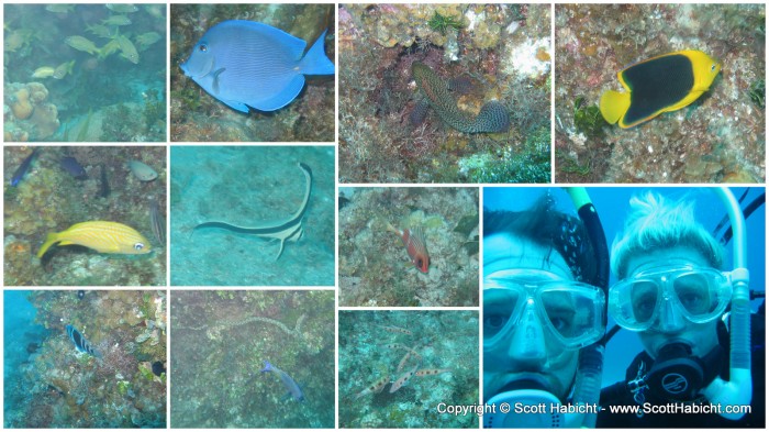 Instead of showing you pictures from each dive, here is an assortment of pictures from the first dive.