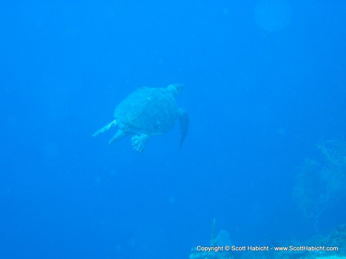 On our first dive back in, we had the excitment of seeing a large (4-5 foot shell) turtle.