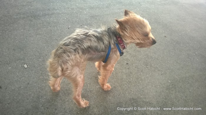 This gives you a good idea of how windy it was. Riley wasn't too happy to be outside.