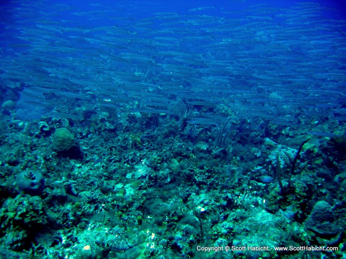 Our second to last dive, and we finally saw a large school of fish.