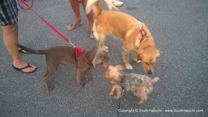 Riley was happy to say hello to all the other dogs.