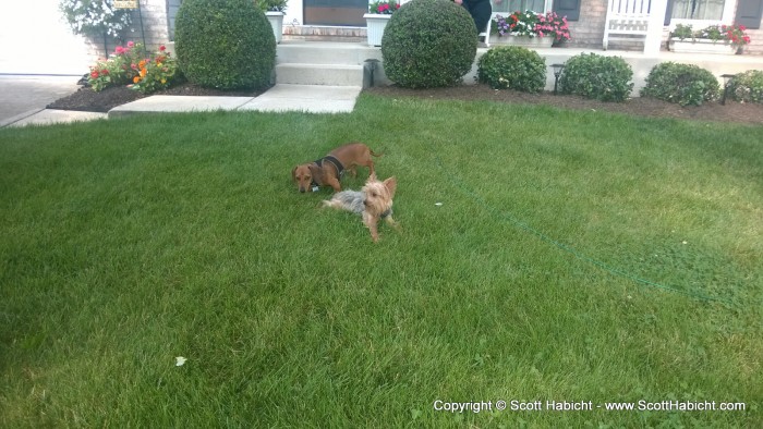 Taking Riley for a walk, and he likes to play with Miles, the dog down the street.