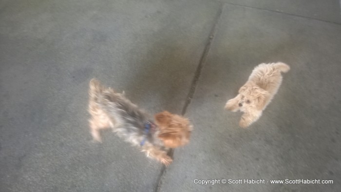 Daisy is a small poodle puppy, and the two dogs got along very well.