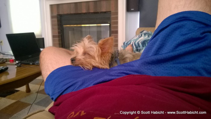 This dog is not happy unless he is laying on you.