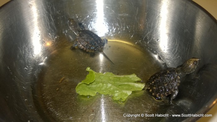 I found these two baby snapping turtles on my front sidewalk, so I kept them just long enough for Kelli to see.