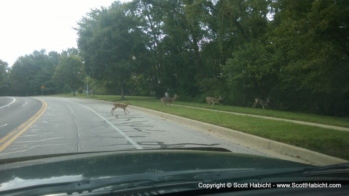 I almost hit these deer.