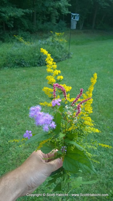 The wild flowers were in full bloom in mid-September, so I made Kelli a bouquet.