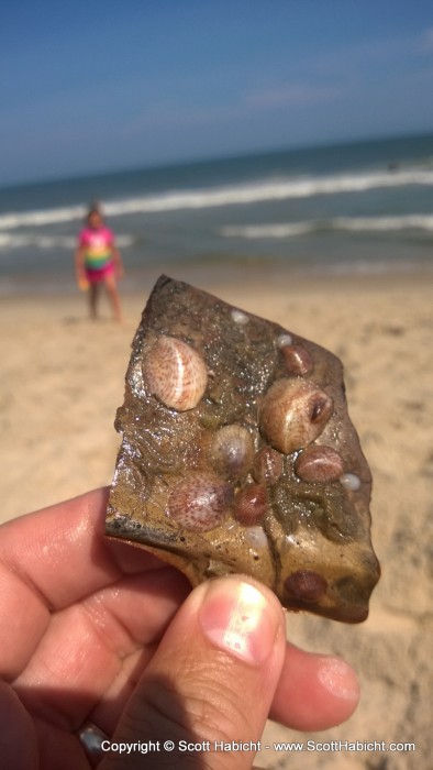 Check out the live shells I found on a piece of horseshoe crab.