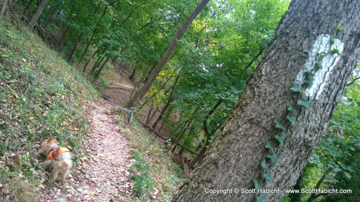 The trail was marked with these white blazers.