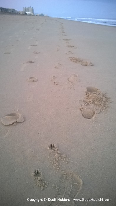 Footprints from racing Daisy (I won).