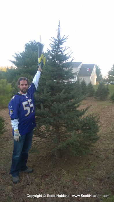 After everyone laughing at last year's Charlie Brown tree, we found something taller.