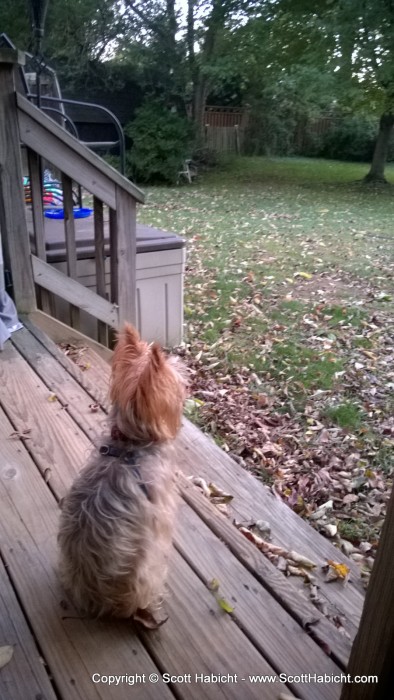 Riley, waiting for the squirrels.