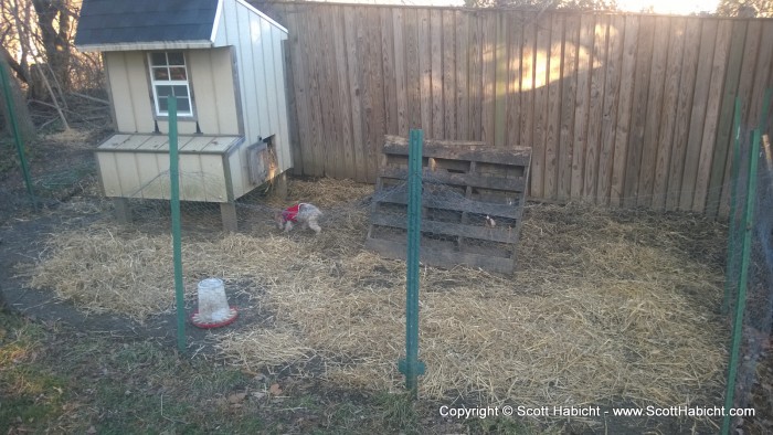 Riley inspected the chicken coop outside...