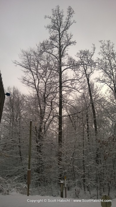 I fear the day that tree comes crashing down on my house.