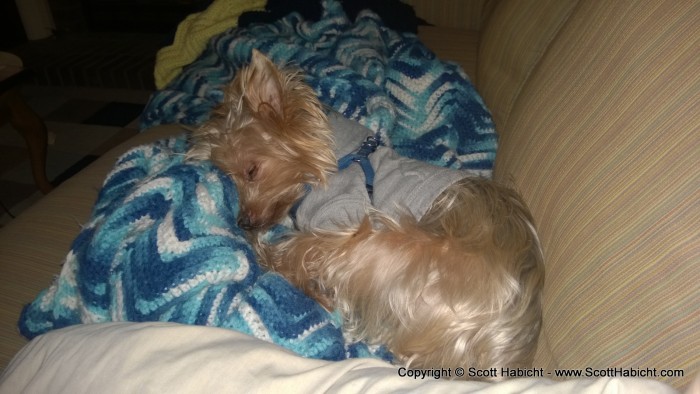 Riley loves to sleep next to you on the sofa.