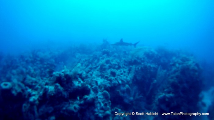 And several caribbean reef sharks. This one was about 6-7 feet.