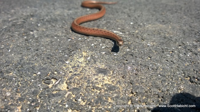 Out for a walk at lunch and I found this snake.