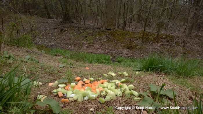 We dump left over food out back for the critters.