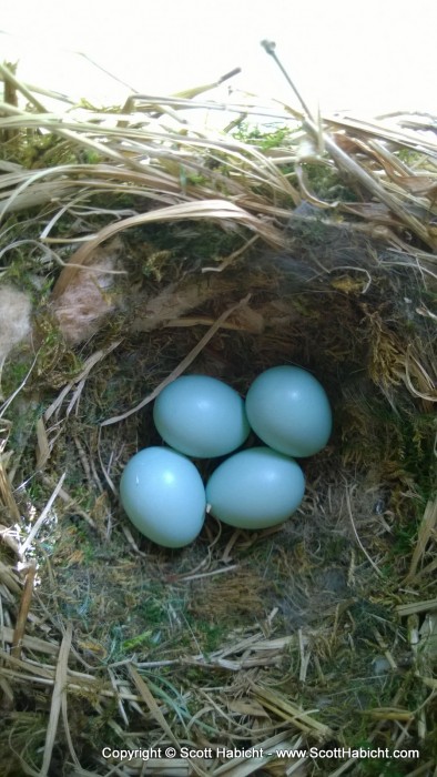 We finally got bluebird eggs!!!!