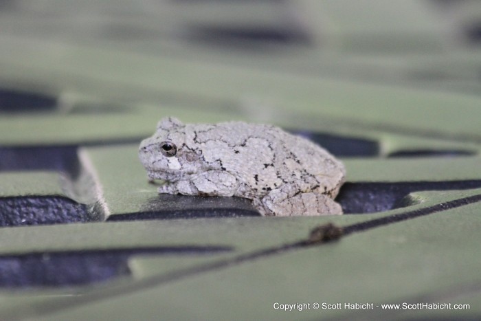 A frog on my deck table.