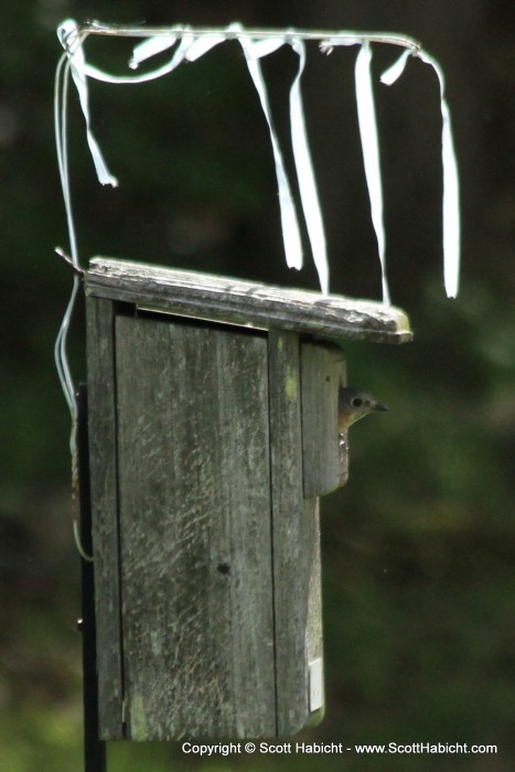 The mommy bluebird checking for the all clear.