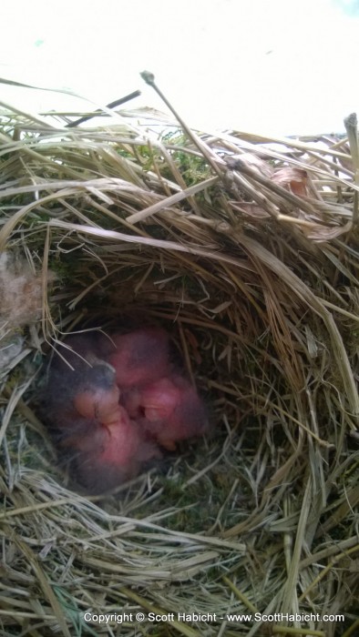 Baby bluebirds!!!