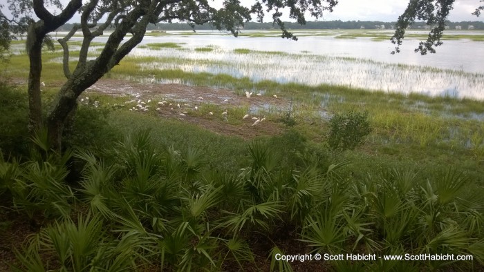 Lots of wild birds in the area.