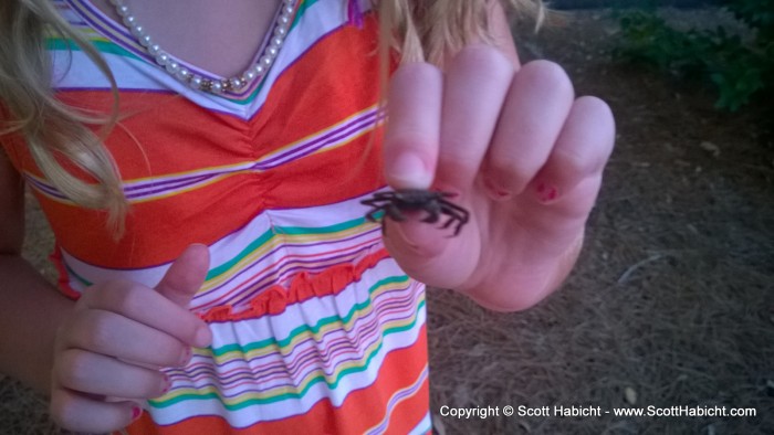 Amber found a little crab.