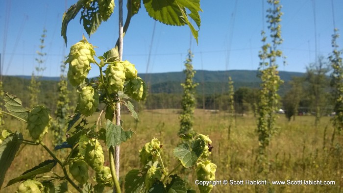 JD and I decided to go for a walk around the hop farm.