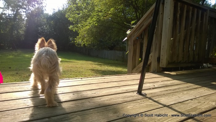 Riley is on the hunt for a squirrel.